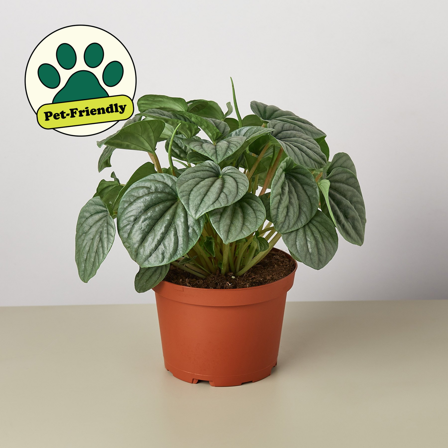 Shade Approved (Pet Friendly)