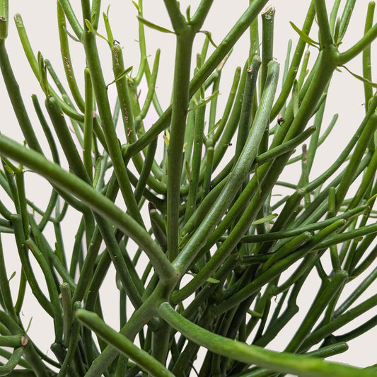 Euphorbia 'Pencil Cactus'