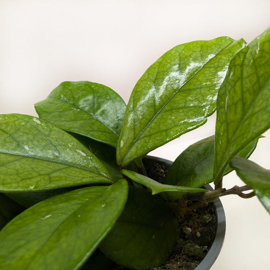 Hoya Fungii