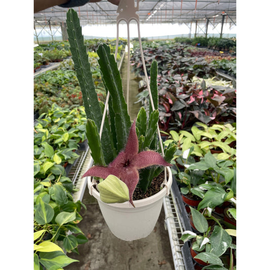 Red Dragon Flower (Huernia schneideriana)